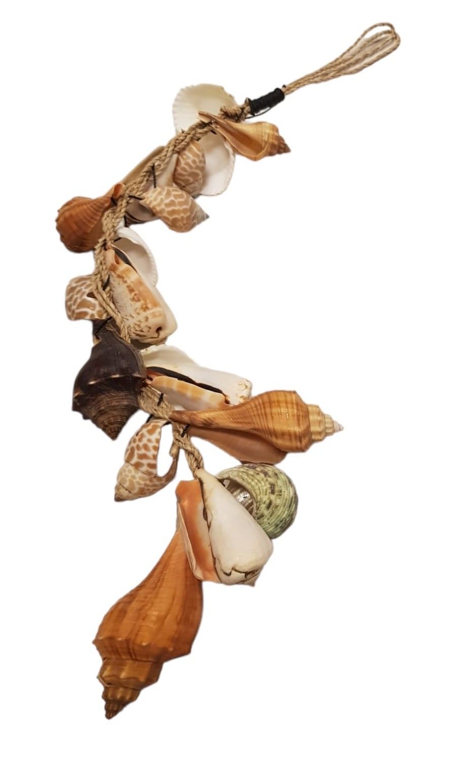 Deniz Kabuğu Sarkıt